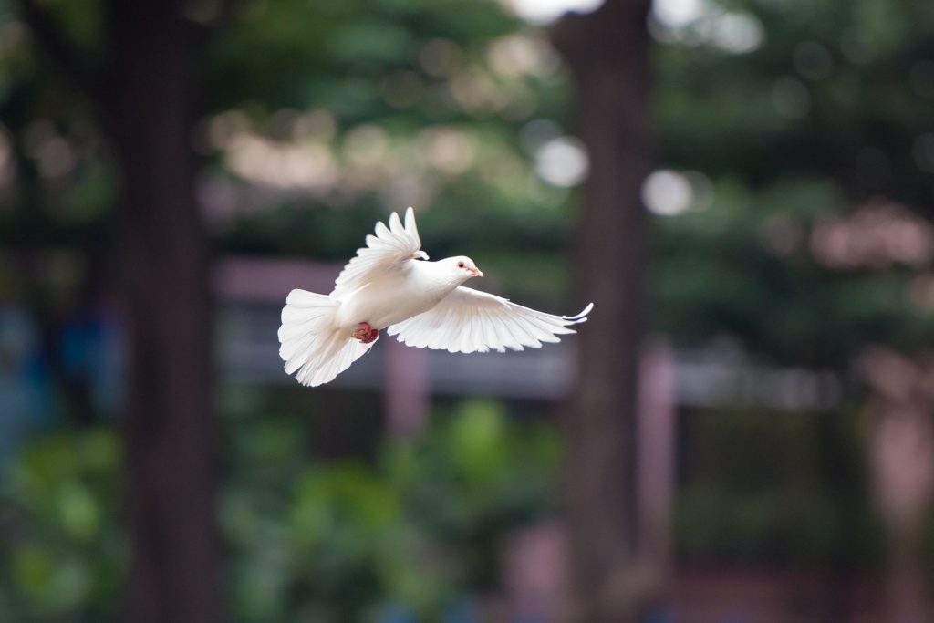 Taube im Flug